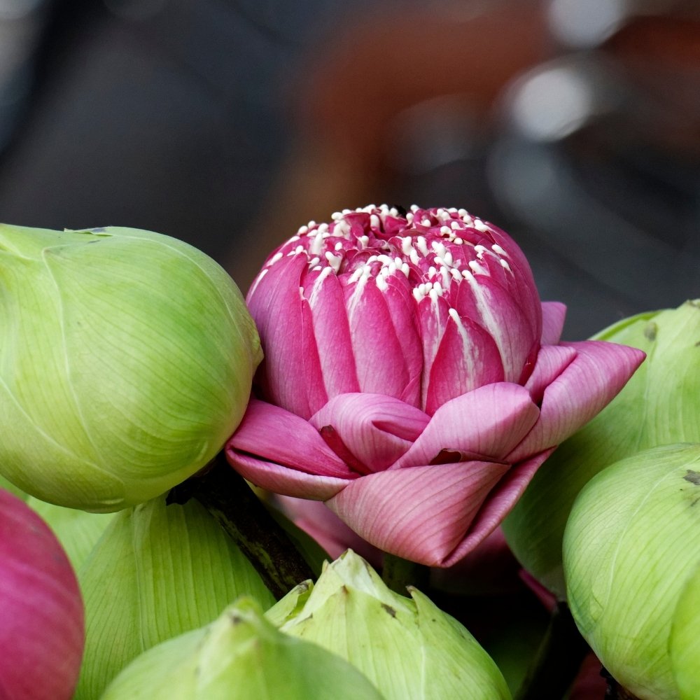 ve-nhan-moi-nen-cung-hoa-gi-1 Về nhà mới nên cắm hoa gì để lấy lộc?