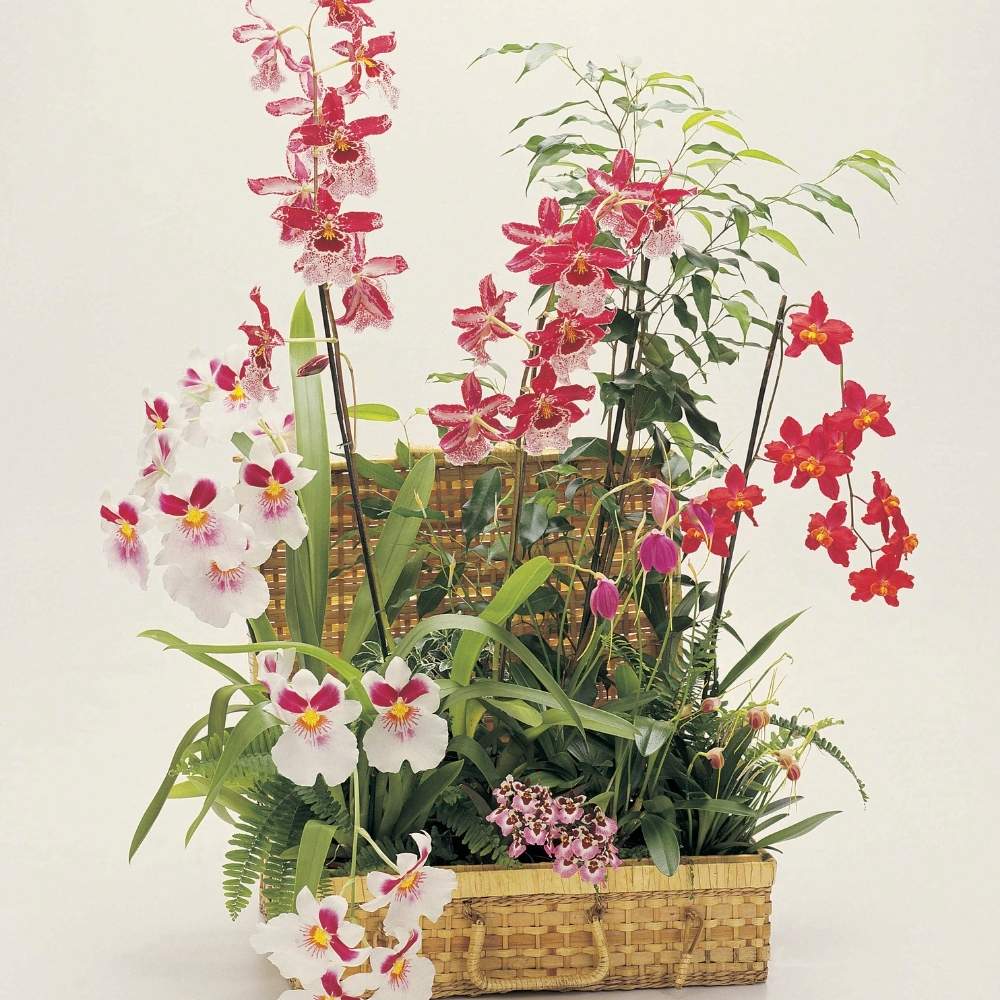 ve-nhan-moi-nen-cung-hoa-gi-2 Về nhà mới nên cắm hoa gì để lấy lộc?